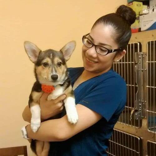 Best Veterinary Clinic In Pearland, TX Veterinary Clinic