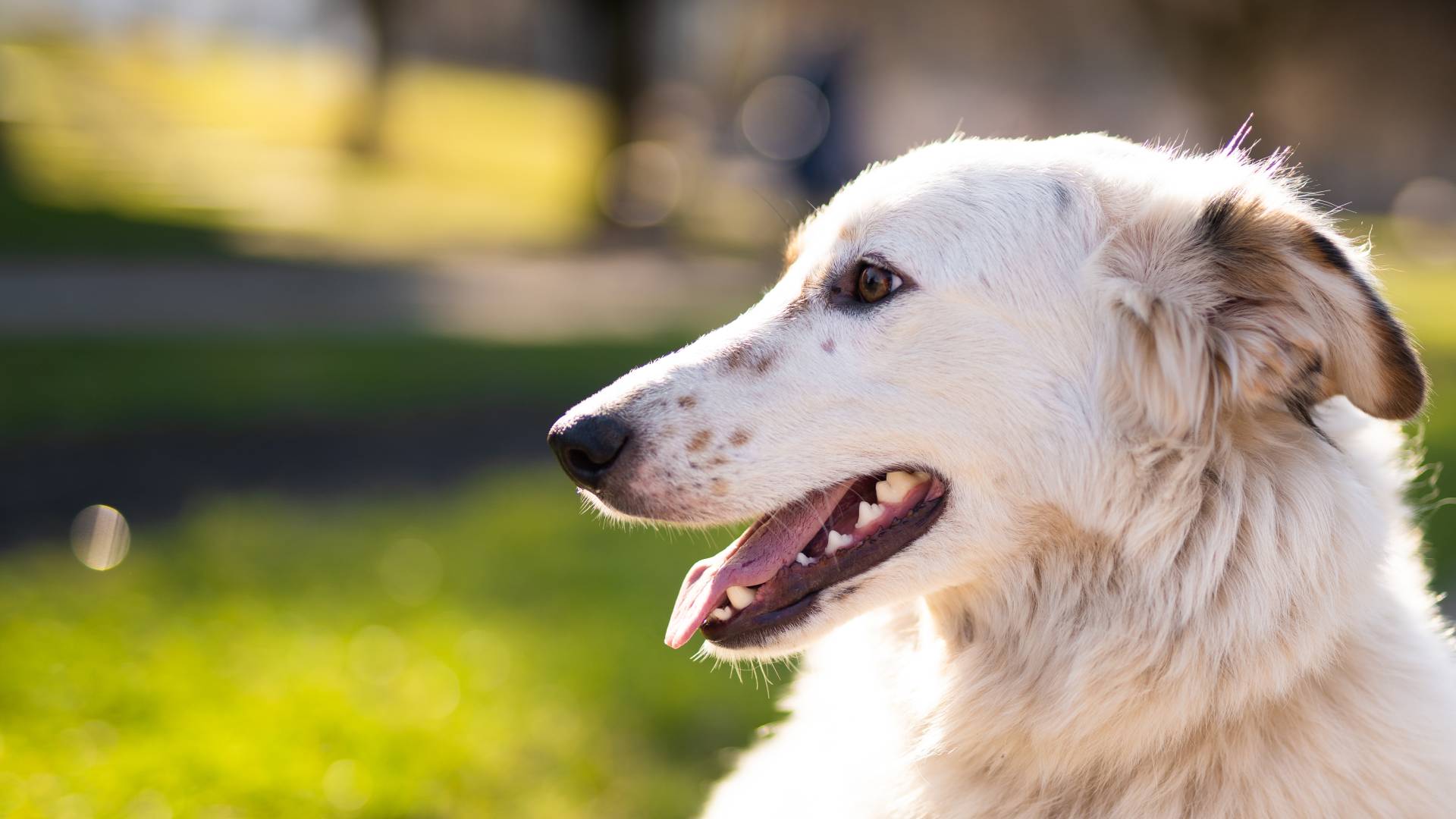 Veterinary Appointment In Pearland, TX 77581 Veterinary Clinic Of