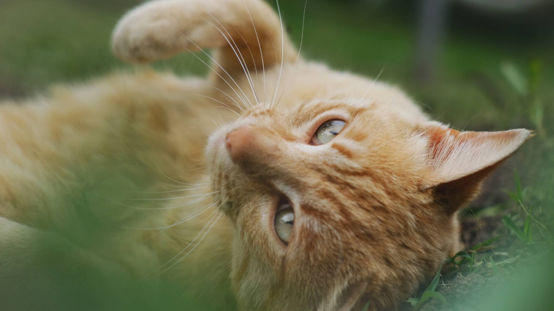 Veterinary Clinic Of Pearland FAQs