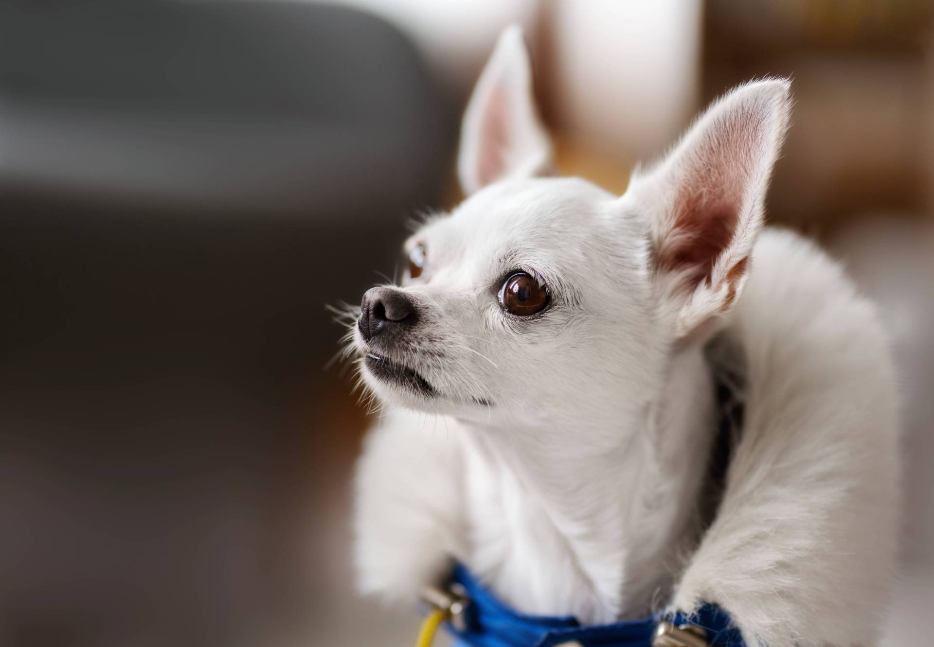 Veterinary Clinic Of Pearland Tour Vet Clinic In Pearland, TX 77581