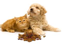 Pet Nutritional Counseling Services
