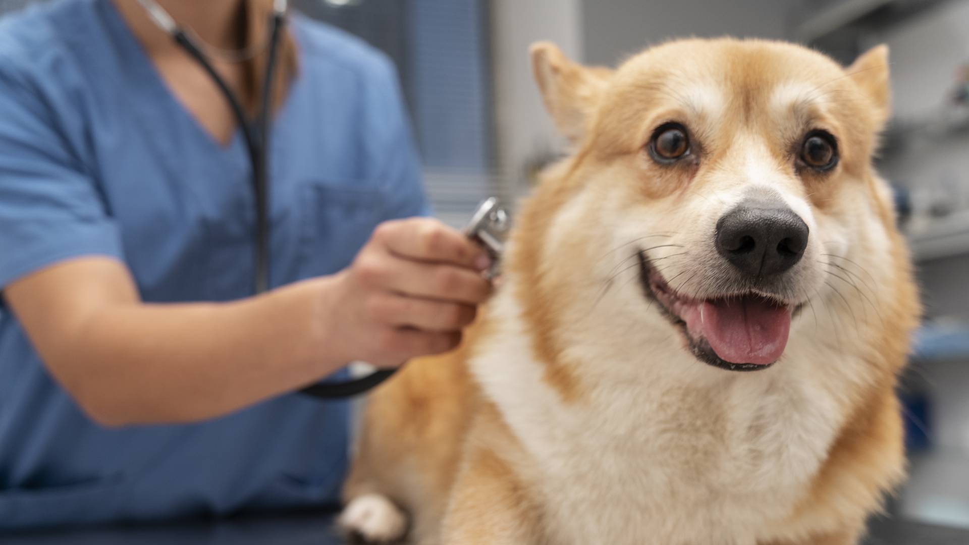 Pet Wellness And Vaccination Programs Services In Pearland, TX 77581