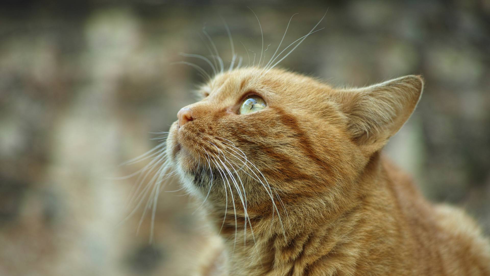 Pearland, TX 77581 Veterinary Jobs Veterinary Clinic Of Pearland