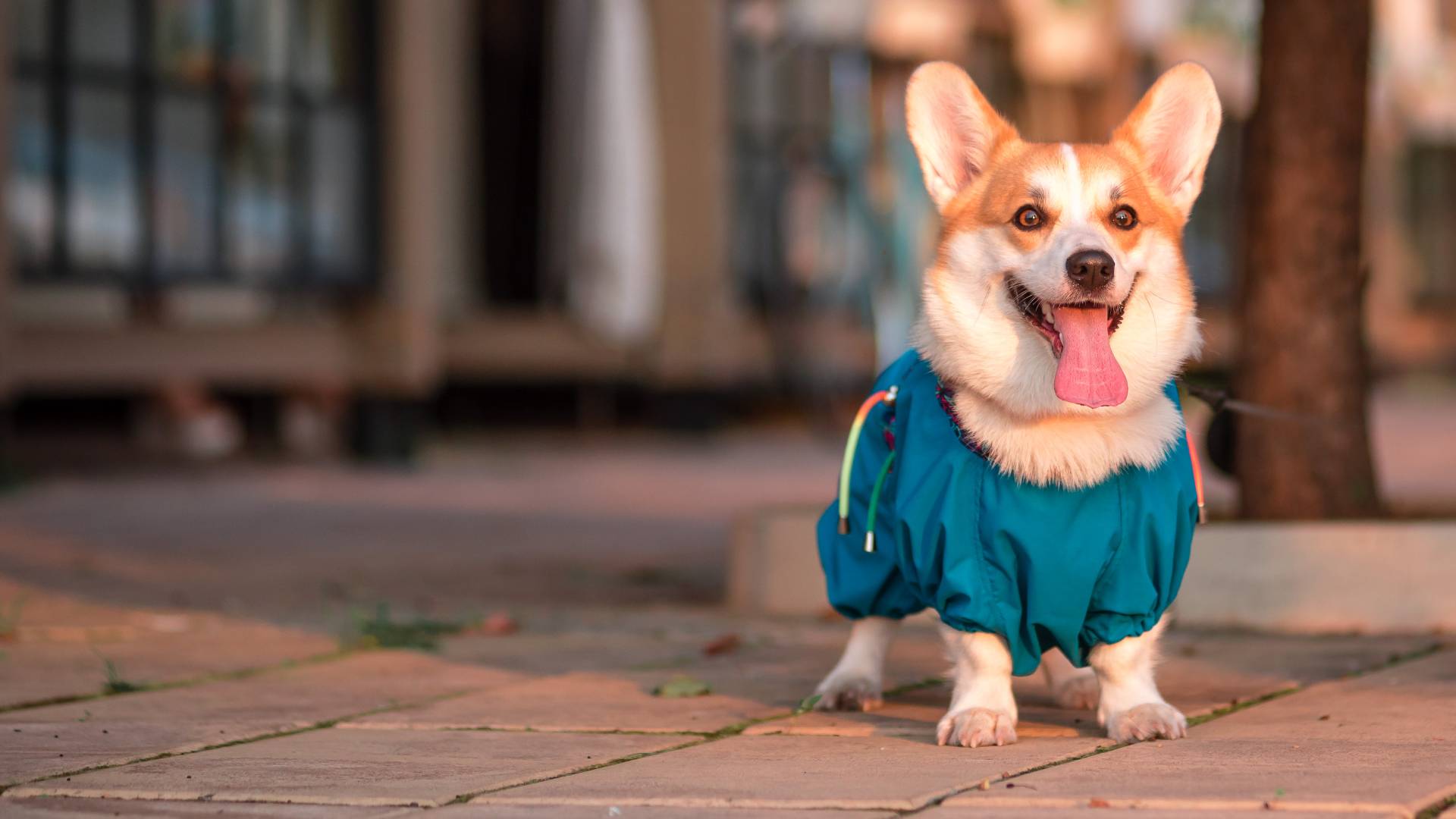 What To Expect Veterinary Clinic Of Pearland