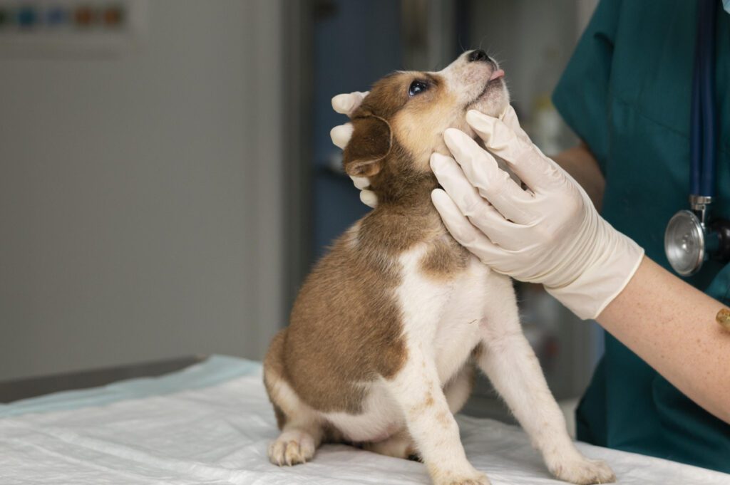 Pet Health Library Veterinary Clinic Of Pearland