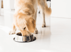dog eating food<br />
