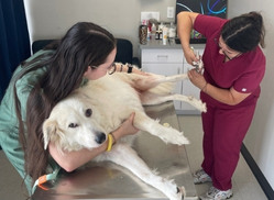 additional services additional pet services<br />