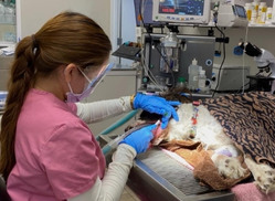 pet dentistry A woman brushing a cat's teeth