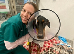 pet surgery kitty in a cone<br />